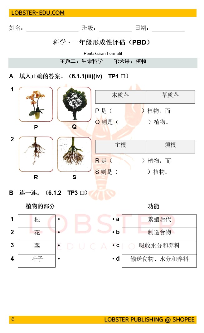 一年级科学 植物练习（附答案）| PBD 形成性评估 第六课